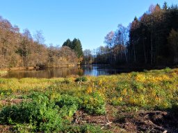 Rando VTT 1000 Etangs Novembre 2015