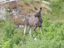 Cap Nord 2016 Etape 31